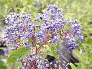 CEANOTHUS Topaze