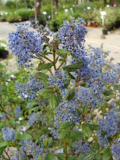 CEANOTHUS 'Ray Hartman'