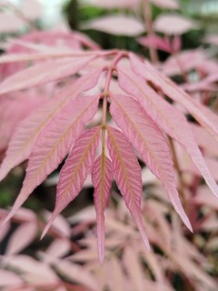 Cédrèle de Chine - CEDRELA sinensis 'Flamingo' - Petit arbre