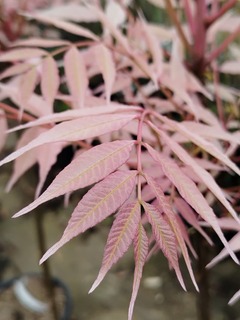 CEDRELA sinensis Flamingo1 (1)
