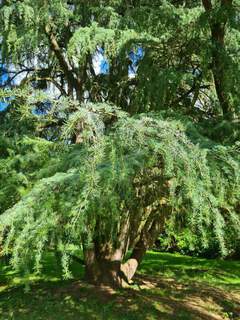 Cedrus deodara (2)