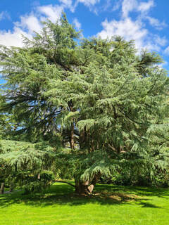 Cedrus deodara