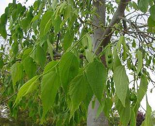 Micocoulier de Provence - CELTIS australis - Arbre