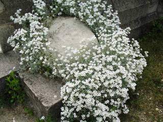 Ceraiste argenté, oreille de souris - CERASTIUM tomentosum - Vivace