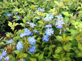 Plumbago arbustif - CERATOSTIGMA willmottianum - Arbuste