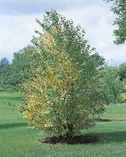 Cercidiphyllum japonicum