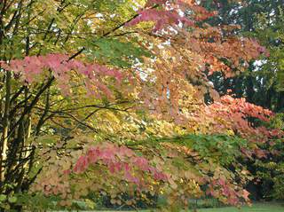 Arbre caramel - CERCIDIPHYLLUM japonicum - Petit arbre