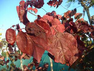 Gainier pourpre - CERCIS canadensis 'Forest Pansy' - Petit arbre