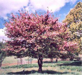 cercis siliquastrum