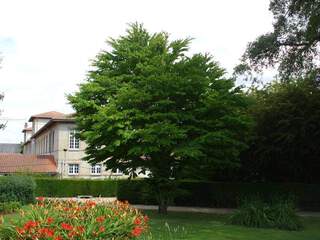 Arbre de Judée - CERCIS siliquastrum - Petit arbre