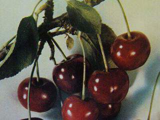 Prunus cerasus - CERISIER 'Anglaise hâtive' - Arbre fruitier