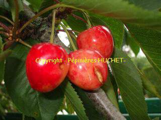 Prunus avium - CERISIER bigarreau 'Coeur de pigeon' - Arbre fruitier