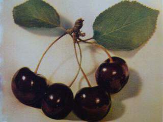 Prunus avium - CERISIER bigarreau 'Moreau' - Arbre fruitier