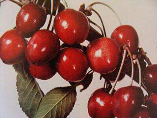 Prunus avium - CERISIER bigarreau 'Reverchon' - Arbre fruitier