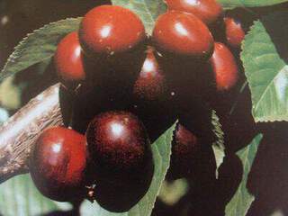 Prunus avium - CERISIER bigarreau 'Van' - Arbre fruitier
