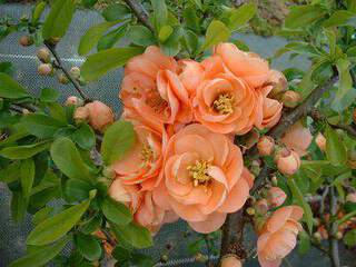 Cognassier du japon - CHAENOMELES superba 'Cameo' - Arbuste