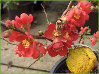 chaenomeles crimson and gold 2