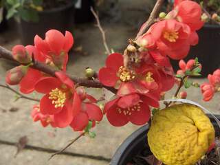 Cognassier du japon - CHAENOMELES superba 'Crimson and Gold' - Arbuste