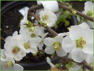 chaenomeles nivalis 2