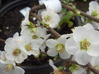 Cognassier du japon - CHAENOMELES speciosa 'Nivalis' - Arbuste