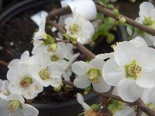 CHAENOMELES Nivalis