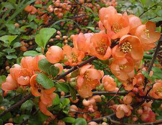 Cognassier du japon - CHAENOMELES superba 'Orange selection' - Arbuste