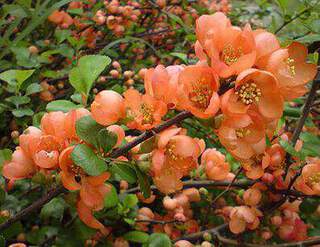 CHAENOMELES Orange selection