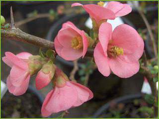 chaenomeles semperflorens