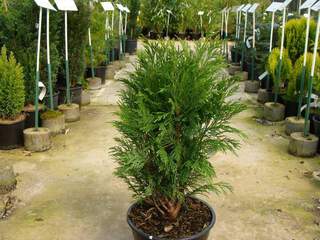 Cyprés de Lawson - CHAMAECYPARIS lawsoniana 'Pottenii' - Conifère