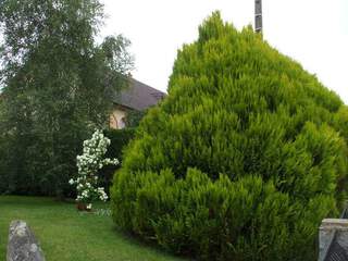 Cyprés de Lawson - CHAMAECYPARIS lawsoniana 'Stardust' - Conifère