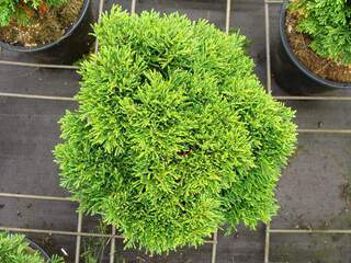 Cyprès de Lawson nain - CHAMAECYPARIS lawsoniana 'Green Globe' - Conifère nain