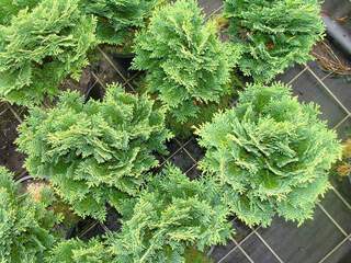 Cyprès de Lawson - CHAMAECYPARIS lawsoniana 'Minima Glauca' - Conifère nain