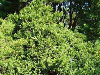 Cyprès Sawara - CHAMAECYPARIS pisifera 'Nana' - Conifère nain