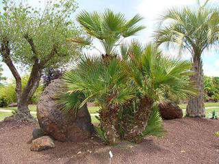 CHAMAEROPS humilis