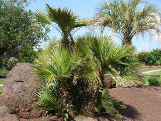 CHAMAEROPS Humilis Arboretum