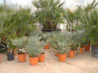 Chamaerops humilis cerifera 2