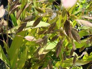 Chasmanthium latifolium 2 at