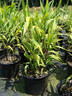 Chasmanthium latifolium at