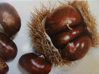 Castanea sativa 'Doré de Lyon' - CHÂTAIGNIER 'Doré de Lyon' - Arbre fruitier
