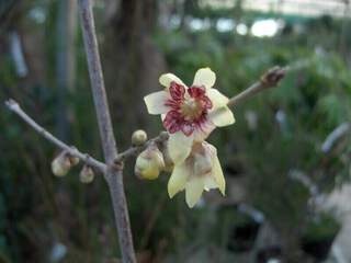 Chimonanthe - CHIMONANTHUS praecox - Arbuste