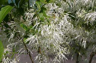 CHIONANTHUS virginicus fleur int