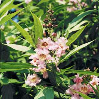 Chitalpa - CHITALPA tashkentensis 'Pink dawn' - Arbuste