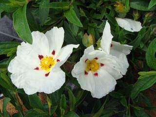 Ciste - CISTUS lusitanicus 'Decumbens' - Arbuste