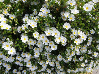 Ciste - CISTUS corbariensis - Arbuste