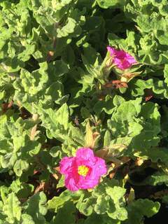 Ciste - CISTUS crispus - Arbuste