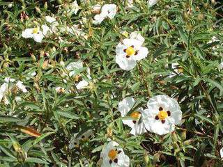 Ciste - CISTUS purpureus 'Alan fradd' - Arbuste