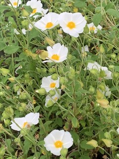 Ciste à feuilles de sauge - CISTUS 'Salviifolius' - Arbuste
