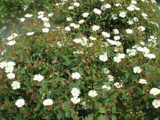 CISTUS corbariensis