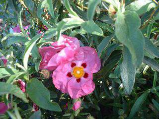 Ciste - CISTUS purpureus - Arbuste