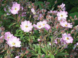 Ciste - CISTUS skanbergii - Arbuste